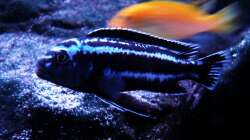 Besatz im Aquarium Malawibiotop - 1.400 Liter