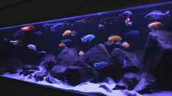 Besatz im Aquarium Malawibiotop - 1.400 Liter