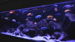 Besatz im Aquarium Malawibiotop - 1.400 Liter