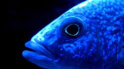 Sciaenochromis fryeri