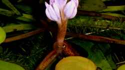 Blüte von Eichhornia diversifolia - Verschiedenblättrige Wasserhyazinthe