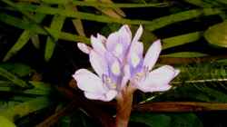 Blüte von Eichhornia diversifolia - Verschiedenblättrige Wasserhyazinthe