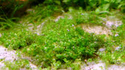 Pflanzen im Aquarium Becken 2371