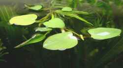 Schwimmblätter von Eichhornia diversifolia - Verschiedenblättrige Wasserhyazinthe
