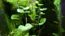 Hydrocotyle leucocephala - Brasilianischer Wassernabel
