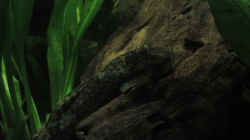 Unser Antennenwels-Weibchen mit einer Amanogarnele im Hintergrund