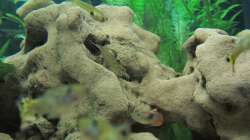 Eine der Amano Garnelen erklimmt den Felsen