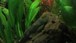 Unser großer Antennenwels