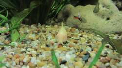 Unser Albino Panzerwels mal ganz fotogen