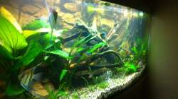 Dekoration im Aquarium Mein 450l Amazonasbecken