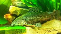 Besatz im Aquarium Mein 450l Amazonasbecken