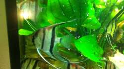 Besatz im Aquarium Mein 450l Amazonasbecken