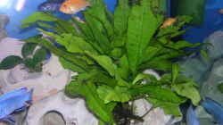 Jafa Mutterpflanze