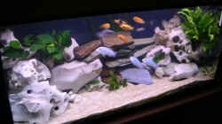 Dekoration im Aquarium Becken 2374