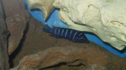 Pseudotropheus demasoni