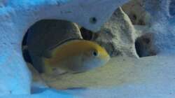 Labidochromis caeruleus Yellow