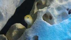 Labidochromis caeruleus Yellow