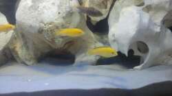 Labidochromis caeruleus Yellow