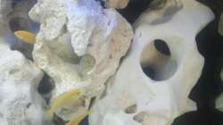 Yellow - Hongi red top - Demasoni