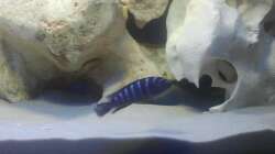 Pseudotropheus demasoni