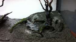 diese Wurzel für32??? auf der Heimtiermesse Hannover erstanden :) 