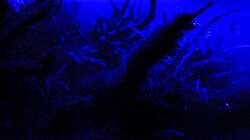 im Mondlicht wirken viele Dekos anders