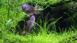 beide ( Rendezvous )