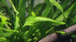 Pflanzen im Aquarium Stille Lichtung