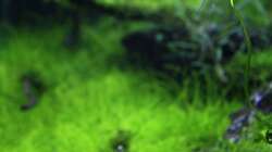 Siamesische Rüsselbarbe - Crossocheilus siamensis