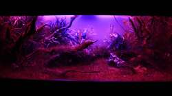 ??bergang ins Mondlicht der Wahnsinn