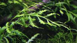 Pflanzen im Aquarium Stille Lichtung