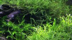 Pflanzen im Aquarium Stille Lichtung