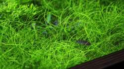 Pflanzen im Aquarium Stille Lichtung