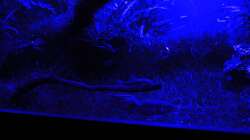 Die Bewohner nehmen das blaue Licht gerne an