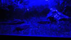 Treffen bei Mondlicht