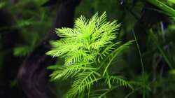 Pflanzen im Aquarium Stille Lichtung