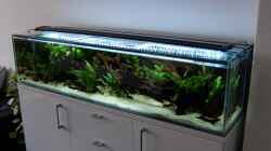 Aquarium 130cm Asiatisches Flachwasser-Biotop
