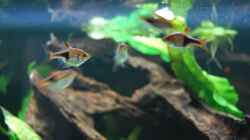 wunderschöne und friedliche Fische, die Keilfleckbärblinge