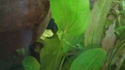 Echinodorus cordifolius