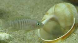 Besatz im Aquarium Little Lake Tanganjika (Nur noch als Beispiel)