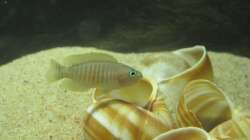 Besatz im Aquarium Little Lake Tanganjika (Nur noch als Beispiel)