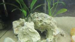 Lochgestein mit Anubias