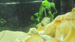 Seitenansicht (rechts)