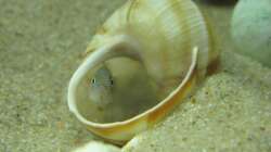 Besatz im Aquarium Little Lake Tanganjika (Nur noch als Beispiel)