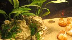 Microsorium windelov