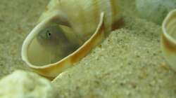 Besatz im Aquarium Little Lake Tanganjika (Nur noch als Beispiel)