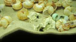 Die erste Grabaktivität. In dieser Höhle schwimmen 2 Jungfische.