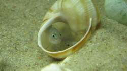 Besatz im Aquarium Little Lake Tanganjika (Nur noch als Beispiel)