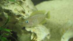 Besatz im Aquarium Little Lake Tanganjika (Nur noch als Beispiel)