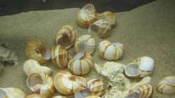 Weinbergschneckenhäuser